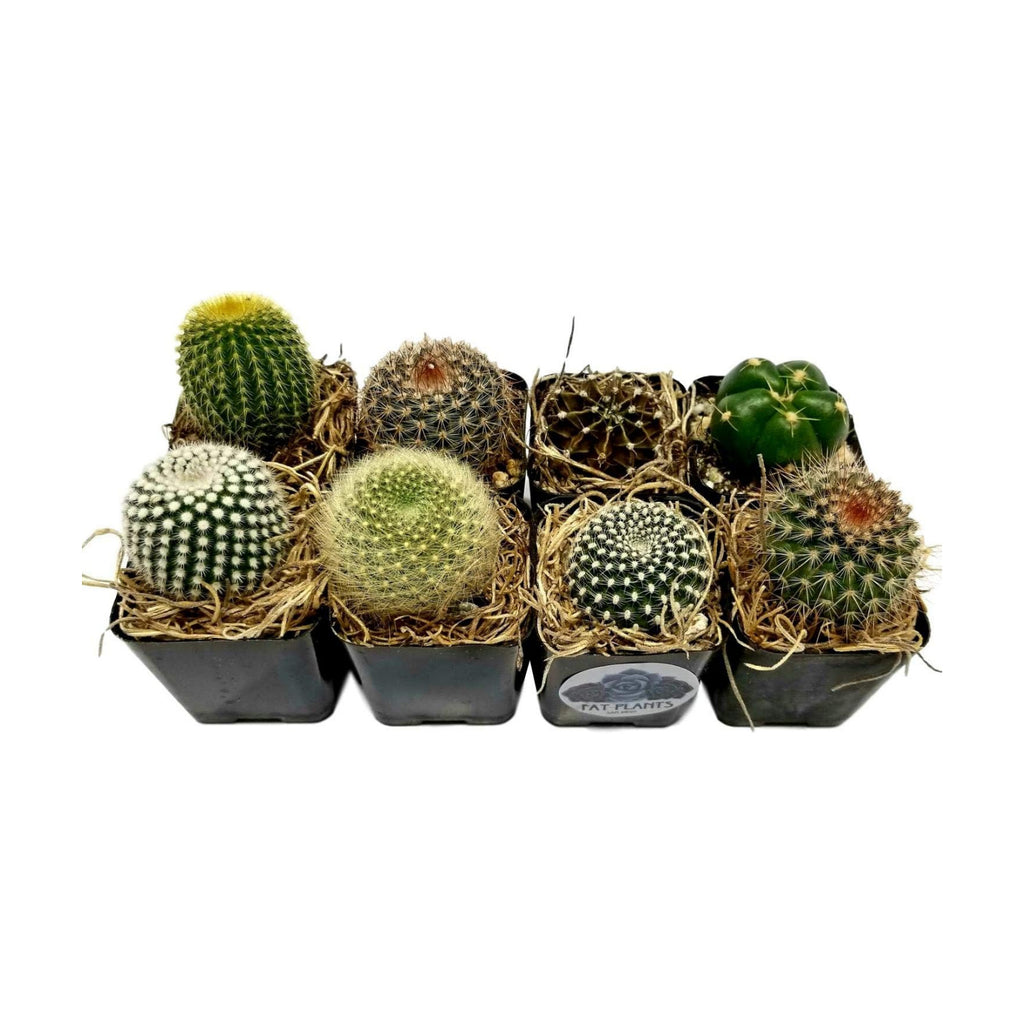 Live Mini Cactus Plants (8 Pack), Assorted Potted Cacti Variety Pack | Eight unique live cacti in 2" pots, ready to