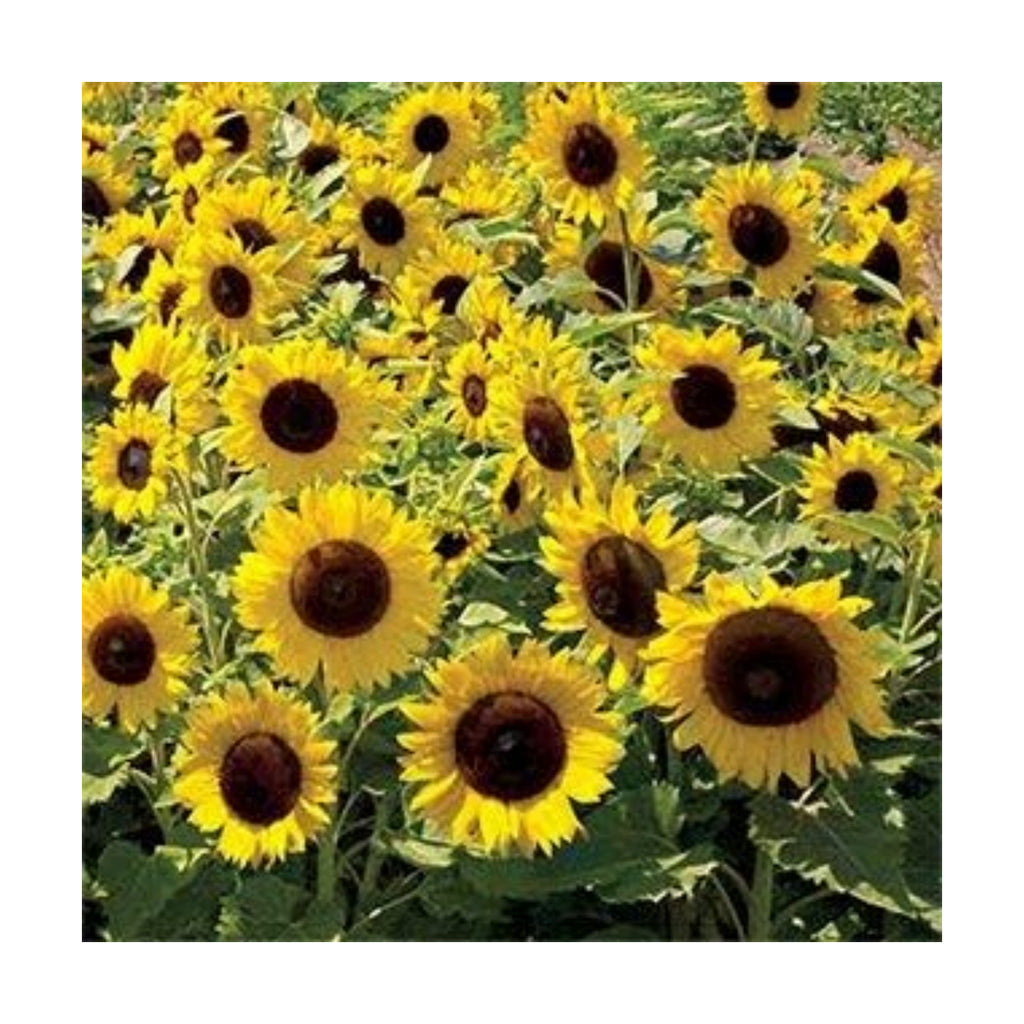 ~ Dwarf Sunspot Sunflower Seeds (1/4 Lb) (Helianthus Annuus) 1,000 Seeds Non GMO