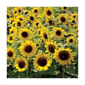~ Dwarf Sunspot Sunflower Seeds (1/4 Lb) (Helianthus Annuus) 1,000 Seeds Non GMO