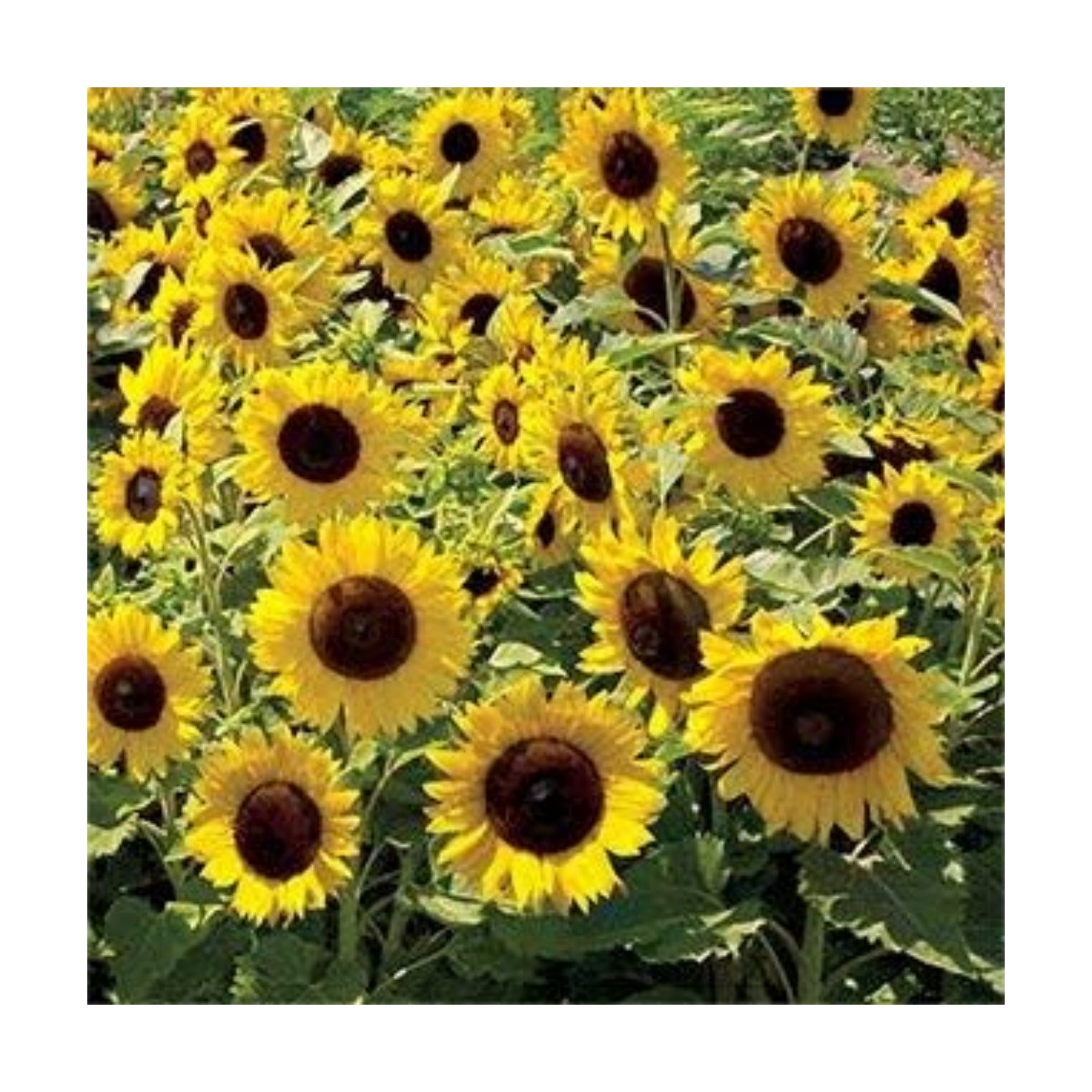 ~ Dwarf Sunspot Sunflower Seeds (1/4 Lb) (Helianthus Annuus) 1,000 Seeds Non GMO