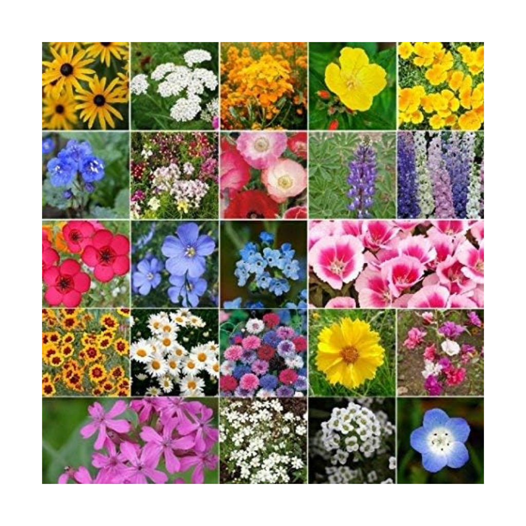 Dirt Goddess Super Seeds~ California Wildflower Seed Mix (1/4 Lb) 211,000 Seeds