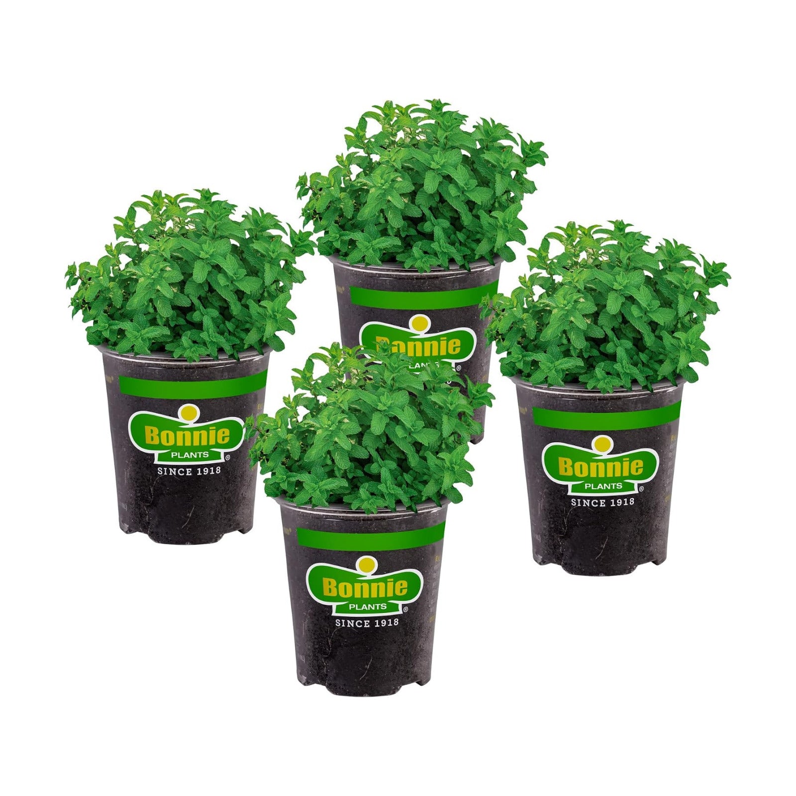 Bonnie Plants Lemon Balm Live Herb Plants - 4 Pack, Perennial In Zones 5 to 9, For Lemon Flavor In A Variety Of Dishes