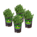 Bonnie Plants Catnip Live Herb Plants - 4 Pack, Pet Friendly, Grows Great In Containers, Fresh For Cats & Dries For Cat