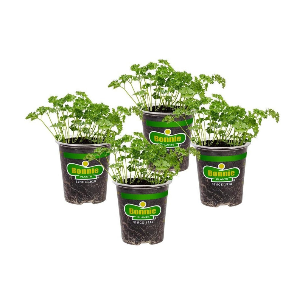 Bonnie Plants Curled Parsley Live Herb Plants - 4 Pack, Biennial, Non-GMO, Garnish, Seasoning, Salads, Palate Cleanser