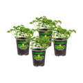 Bonnie Plants Curled Parsley Live Herb Plants - 4 Pack, Biennial, Non-GMO, Garnish, Seasoning, Salads, Palate Cleanser