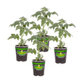 Bonnie Plants Big Boy Tomato Live Vegetable Plants - 4 Pack, 6 - 10 Ft. Plants, 16 - 32 Oz. Tomato Size