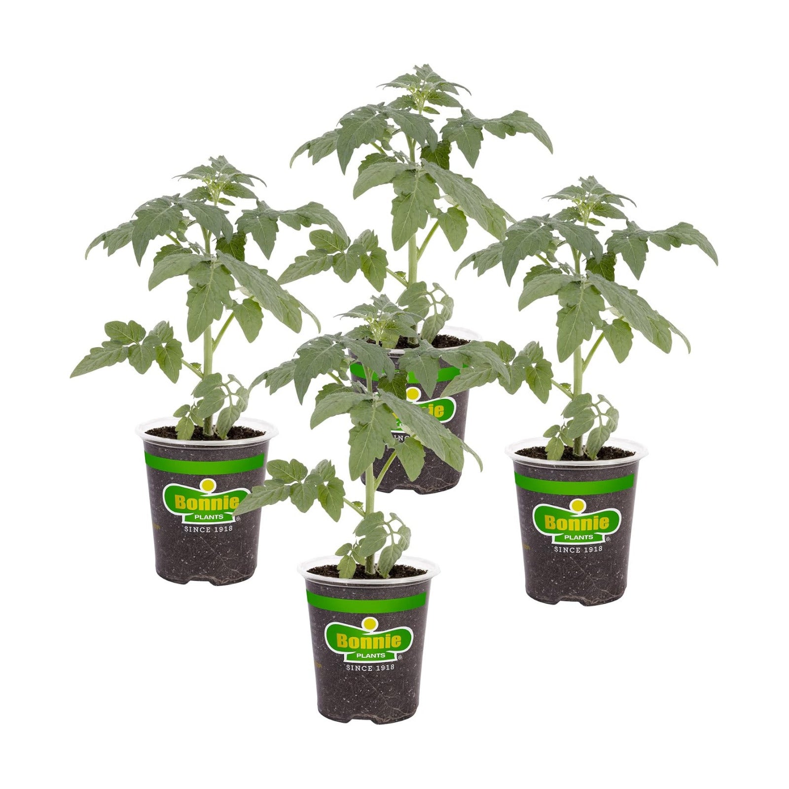 Bonnie Plants Big Boy Tomato Live Vegetable Plants - 4 Pack, 6 - 10 Ft. Plants, 16 - 32 Oz. Tomato Size