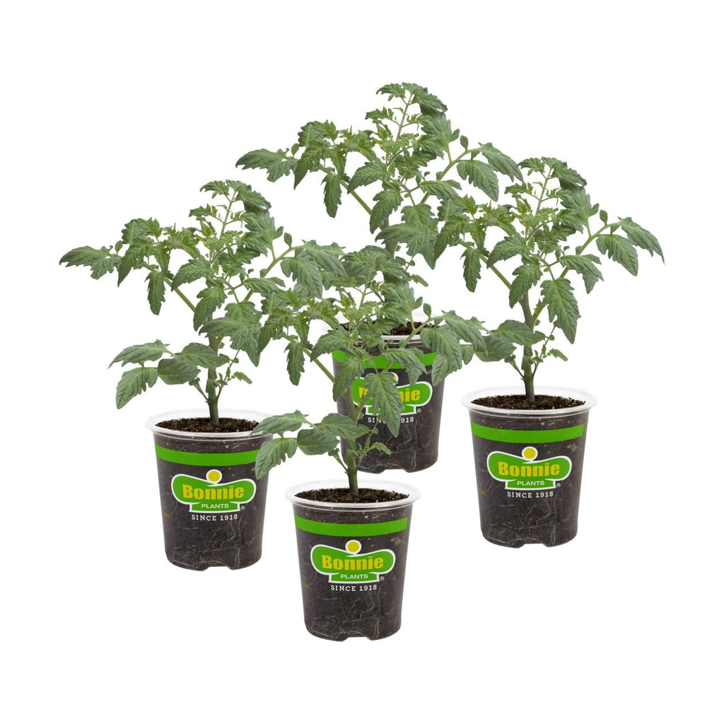 Bonnie PLANTS Husky Cherry Red Tomato Live Vegetable Plants - 4 Pack, Non-GMO, Bite Sized, Disease Resistant