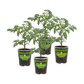 Bonnie PLANTS Husky Cherry Red Tomato Live Vegetable Plants - 4 Pack, Non-GMO, Bite Sized, Disease Resistant