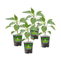 Bonnie Plants Green Bell Pepper Live Vegetable Plants - 4 Pack, Non-GMO, 2 - 3 Ft Plants, 4.5 x 4 Inch Pepper Size