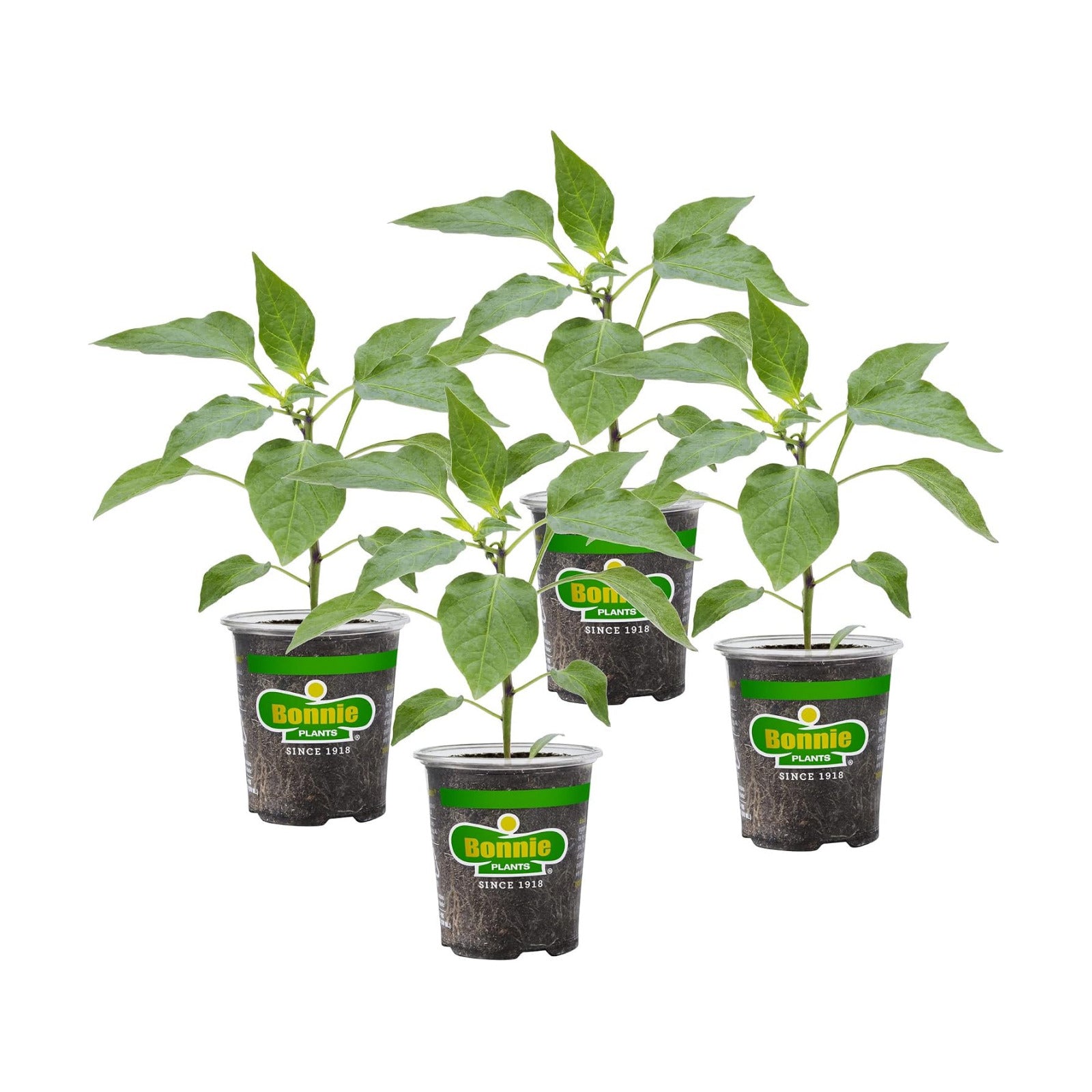 Bonnie Plants Green Bell Pepper Live Vegetable Plants - 4 Pack, Non-GMO, 2 - 3 Ft Plants, 4.5 x 4 Inch Pepper Size