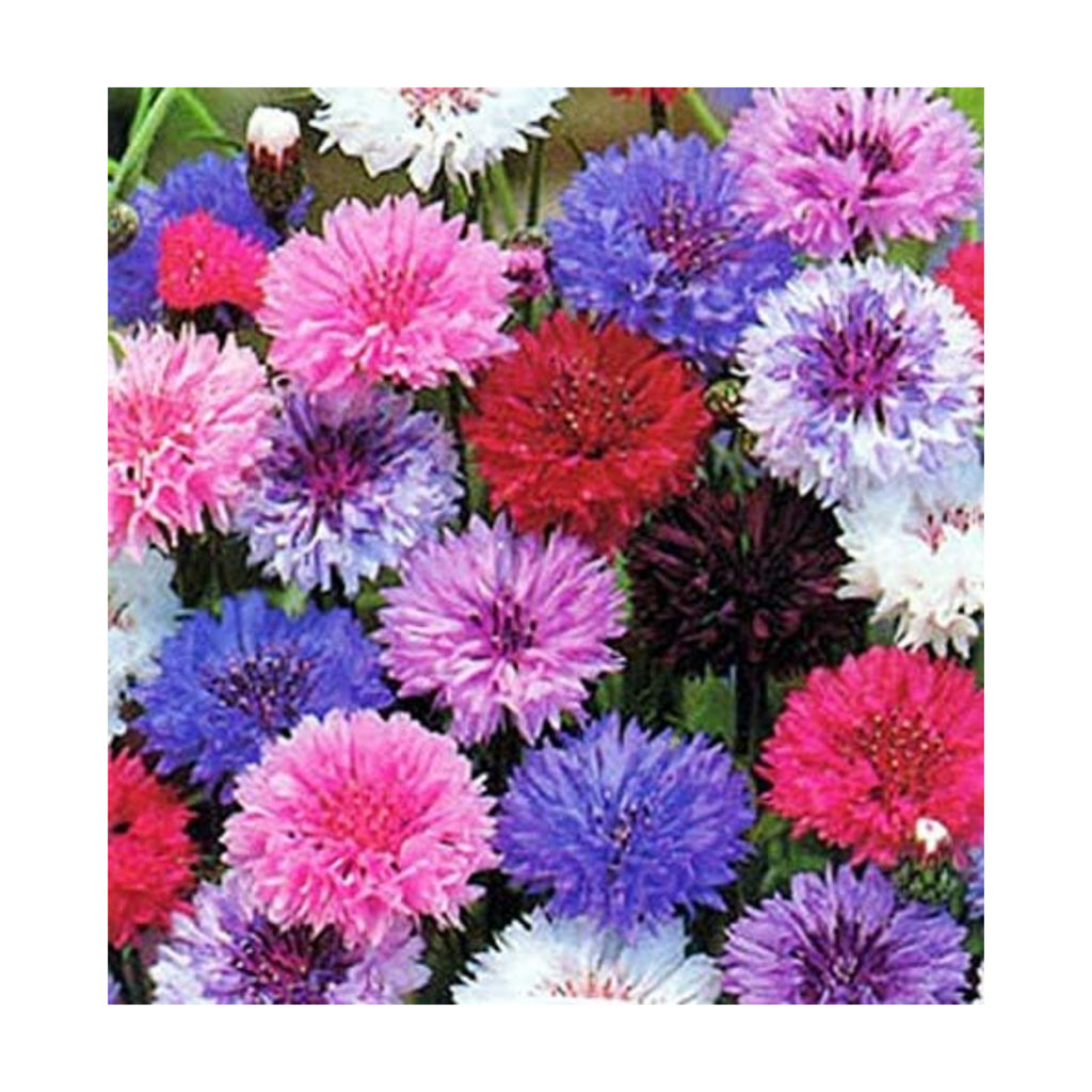 Non GMO Bulk Cornflower/Bachelor Button Seeds - Tall Mix Centaurea Cyanus (1/2 Lb) 45,000 Seeds