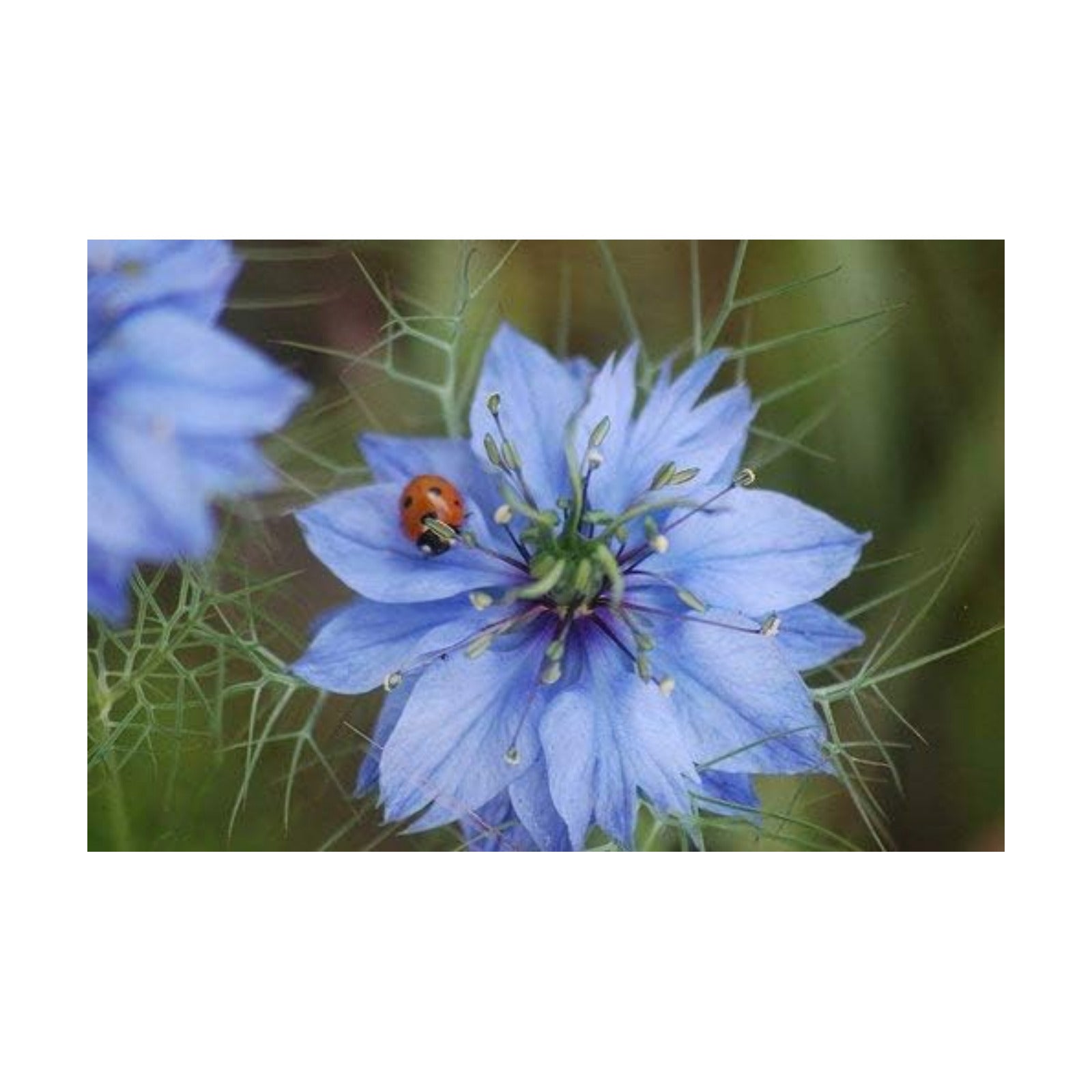 Non GMO Love in a Mist Flower Seeds Nigella damascena (1 Lb) 224,000 Seeds