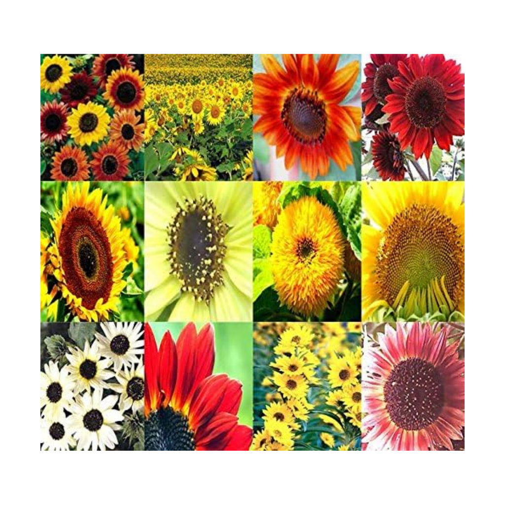 1 lb (6,500+ Seeds) Sunflower Sunny Sun Flower Crazy Mix Sunflower Seeds - Non-GMO Seeds By MySeeds.Co (1 lb Sunflower