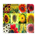 1 lb (6,500+ Seeds) Sunflower Sunny Sun Flower Crazy Mix Sunflower Seeds - Non-GMO Seeds By MySeeds.Co (1 lb Sunflower