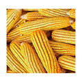1 lb (1,600+ Seeds) Reid's Yellow Field Corn Seed (OP) Open pollinated Variety - Non-GMO Seeds by MySeeds.Co (1 lb Reid