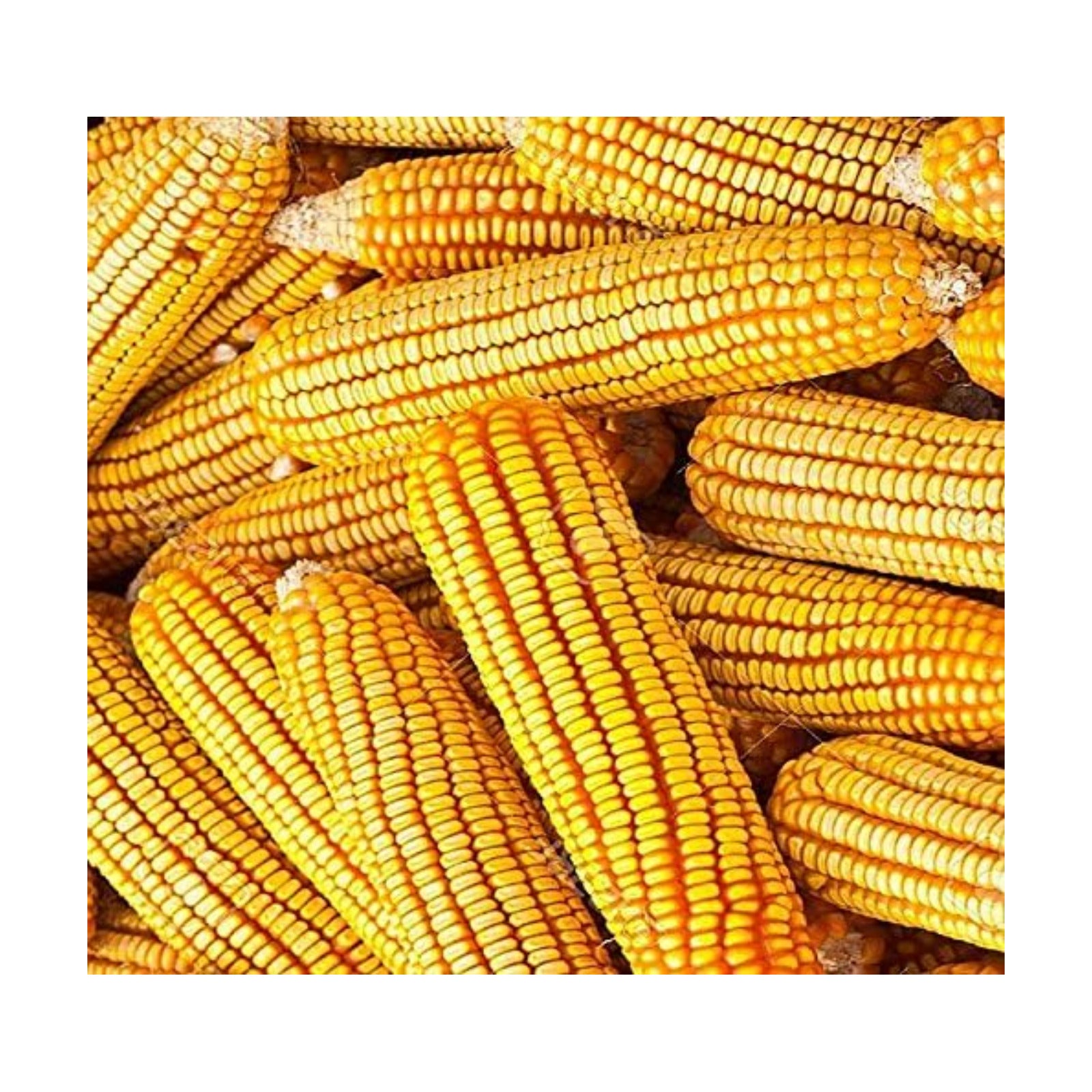 1 lb (1,600+ Seeds) Reid's Yellow Field Corn Seed (OP) Open pollinated Variety - Non-GMO Seeds by MySeeds.Co (1 lb Reid