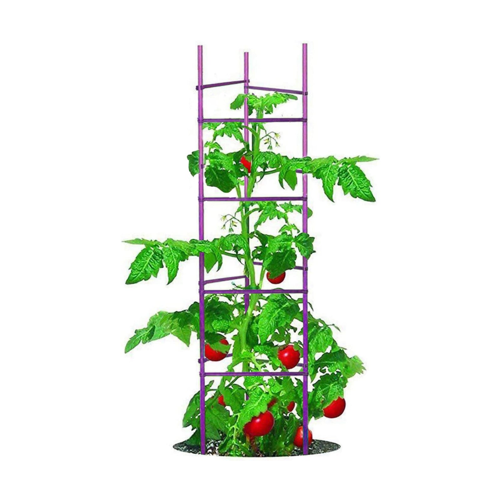 NO Splicing - 5ft Tall Tomato Cage 6-Pack Large Tomato Stakes Garden Plant Stakes Climbing Suports, 40 Clips and Plant