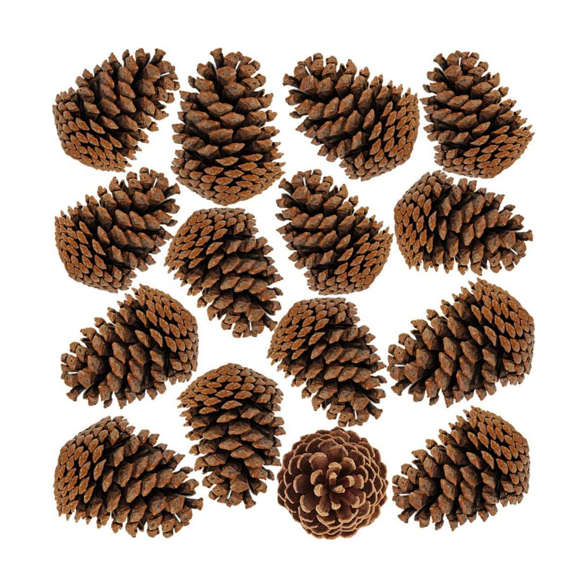 BESTTOYHOME 15 PCS Natural Pinecones Medium Pine Cones Ornaments Real Preserved Pine Cones - Dried -3" - 4" Tall for Guest Seating Place Card Holders or Wedding Guest Favors Christmas Winter Xmas