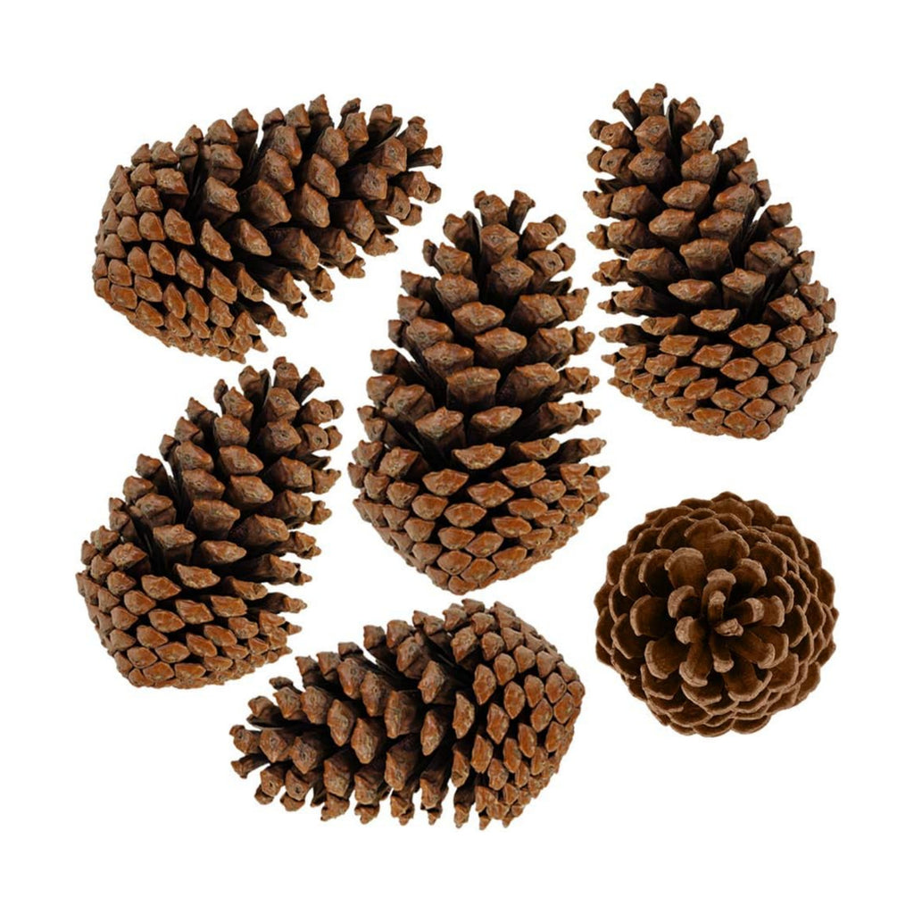 Supla 6 PCS 5"- 6" Tall Natural Pinecones Giant Pine Cones Large Pinecone Ornaments Real Preserved Pine Cones Big Pinecones