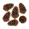 Supla 6 PCS 5"- 6" Tall Natural Pinecones Giant Pine Cones Large Pinecone Ornaments Real Preserved Pine Cones Big Pinecones