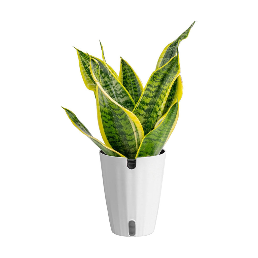 Costa Farms Snake Plant, Live Indoor Plant, Air Purifying, Easy Low Light | Nearly indestructible and thrives in low