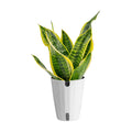 Costa Farms Snake Plant, Live Indoor Plant, Air Purifying, Easy Low Light | Nearly indestructible and thrives in low