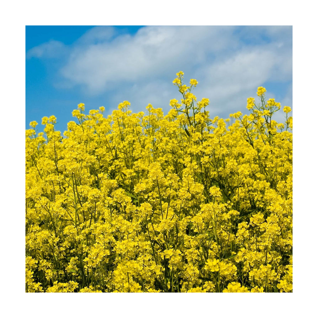 Outsidepride White Mustard Seeds for Planting - 5 lb Annual Cover Crop Seeds w/Deep Root System, High Protein Forage