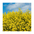 Outsidepride White Mustard Seeds for Planting - 5 lb Annual Cover Crop Seeds w/Deep Root System, High Protein Forage
