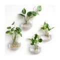 Mkono Wall Propagation Planters, 4 Pack Oblate Hanging Plant Holder Vase | Glass Terrariums Station, Hydroponic Indoor