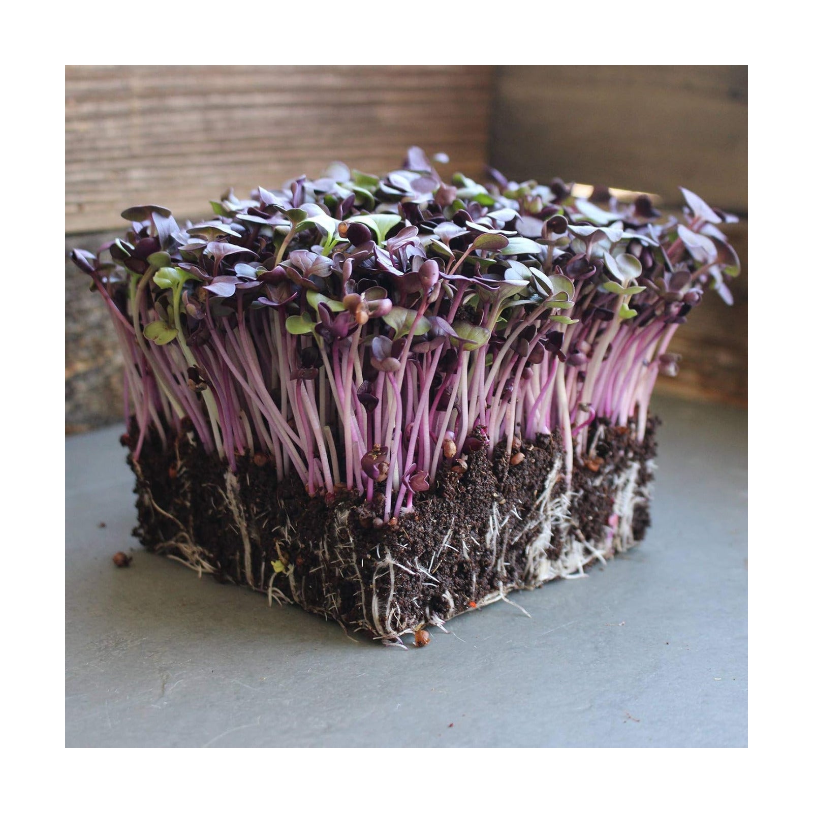 Mountain Valley Seed Co Rambo Purple Sprouting Radish Garden Seeds - 1 Lb | Non-GMO, Sprouting, Vegetable Gardening &
