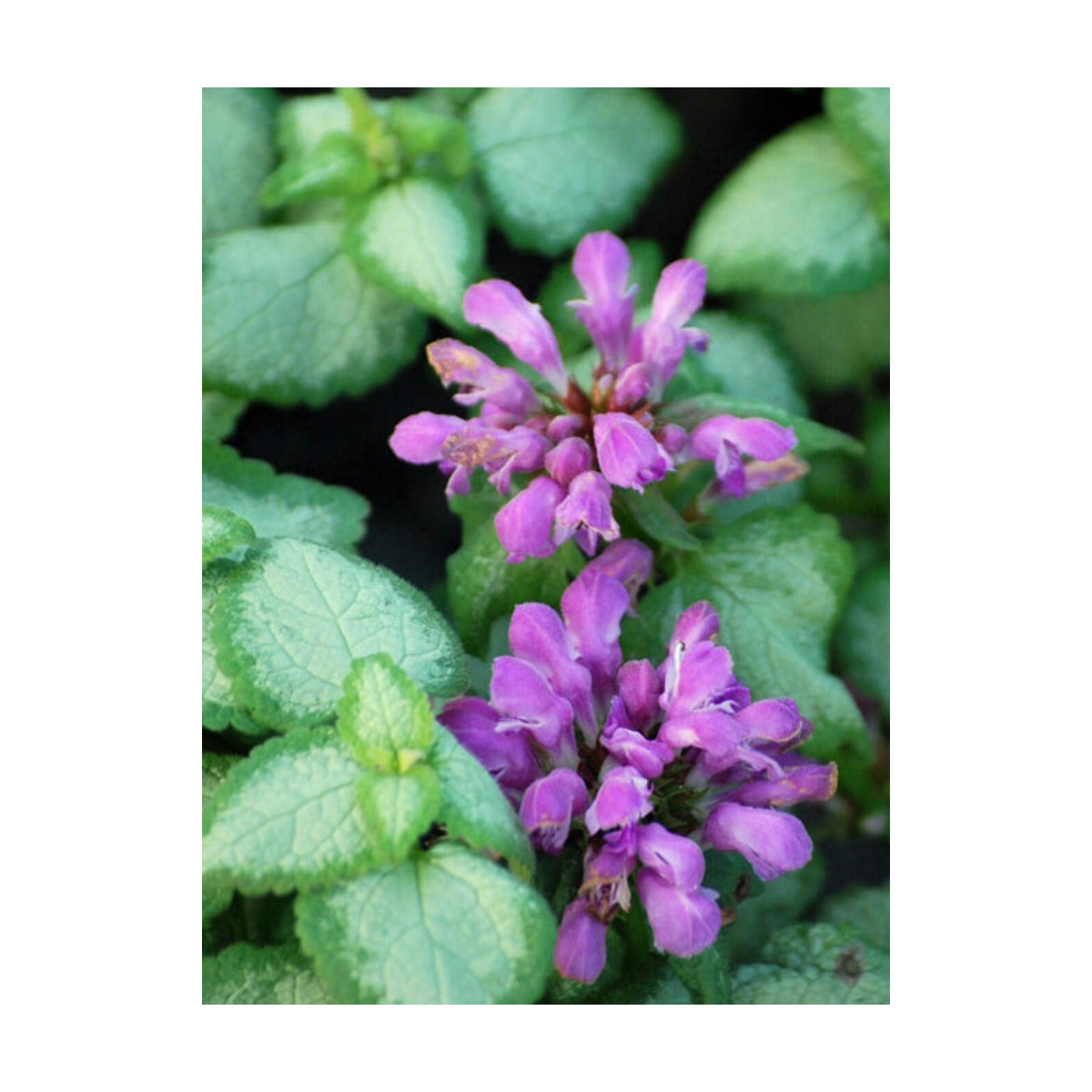Lamium maculatum ‘Beacon Silver’ (Dead Nettle) Live Perennial, Size- Container, Pink Spring to Summer Flowers with
