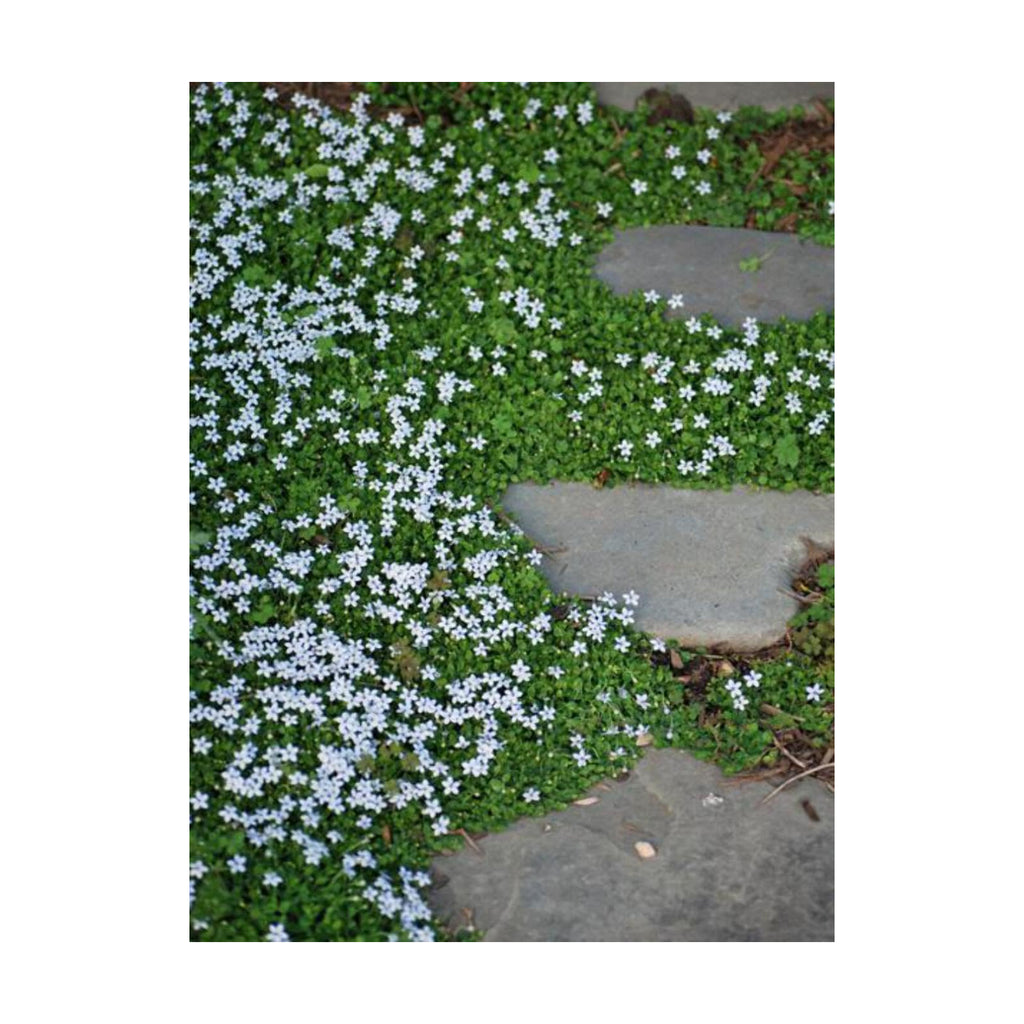 Isotoma fluviatilis (Blue Star Creeper) Groundcover, Size- Container, Bluish Flowers