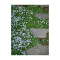 Isotoma fluviatilis (Blue Star Creeper) Groundcover, Size- Container, Bluish Flowers