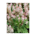 Tiarella cordifolia 'Oakleaf' (Foam) Perennial, Size- Container, Pink Flowers
