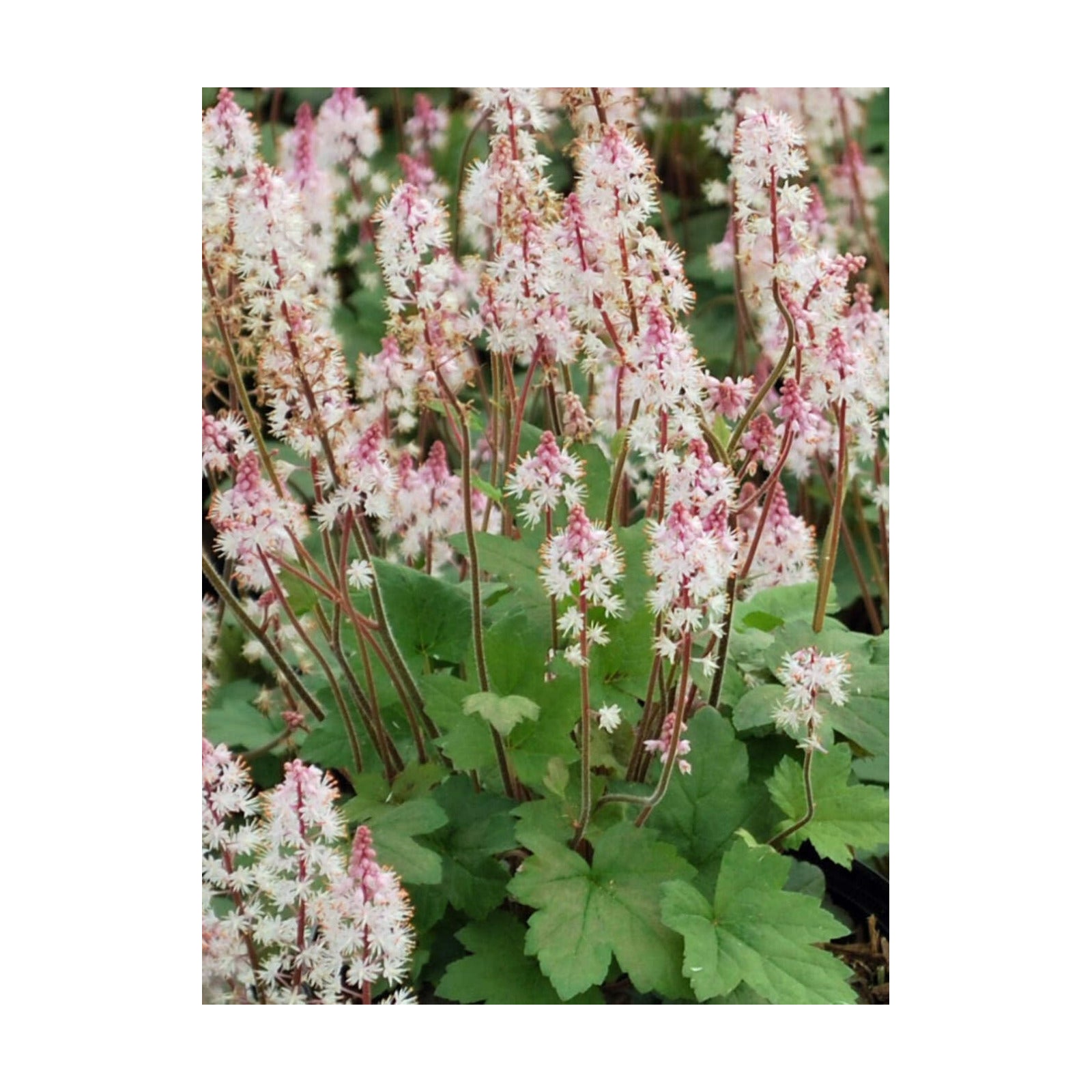 Tiarella cordifolia 'Oakleaf' (Foam) Perennial, Size- Container, Pink Flowers