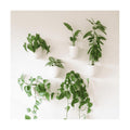 Make Good PlantPod Luxe - Self-Watering Wall Planters (Set of 6) - Easy to Water and Install - Lightweight - Design