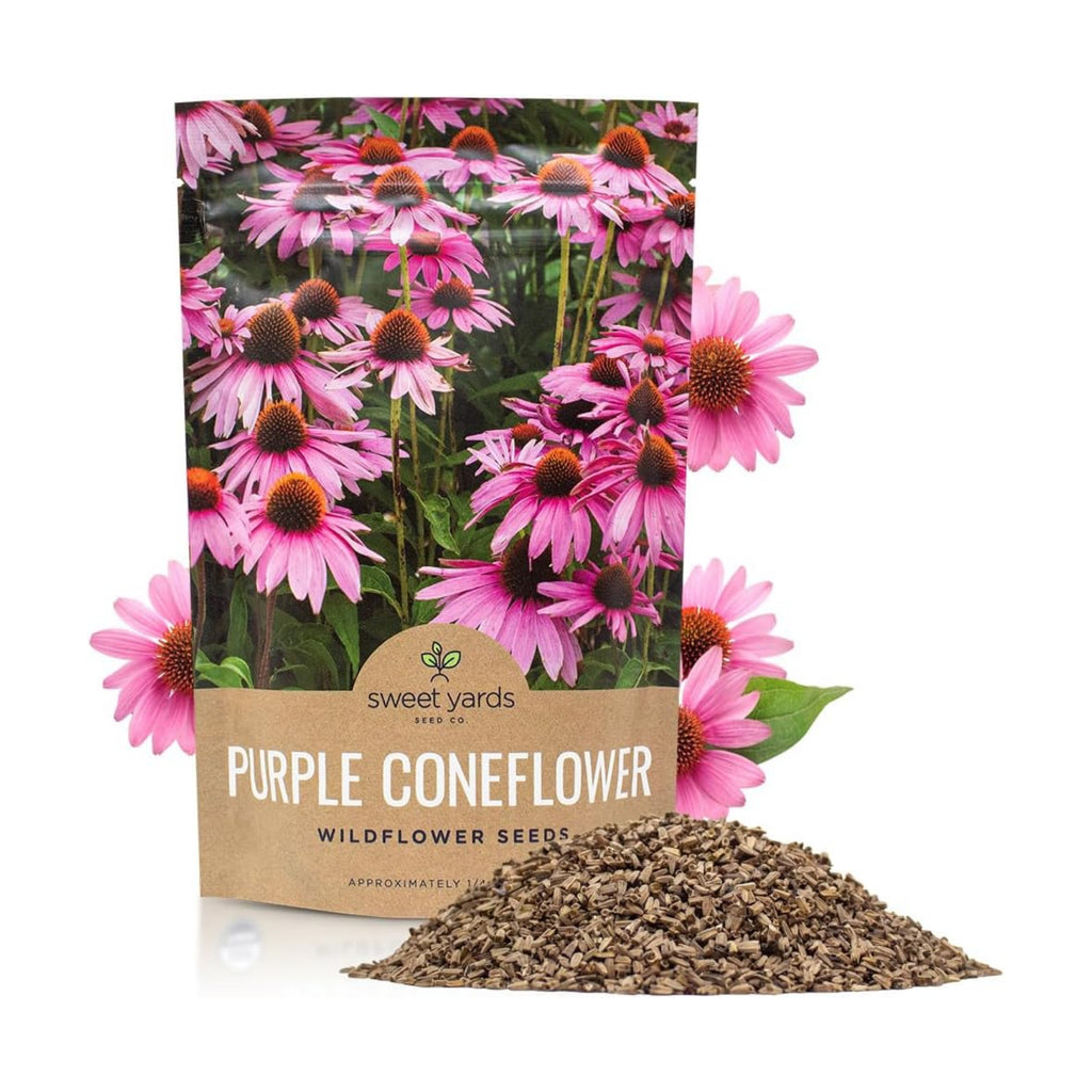 Purple Coneflower Seeds – Bulk Quarter Pound Packet – Over 12,000 Open Pollinated Non-GMO Wildflower Seeds – Echinacea