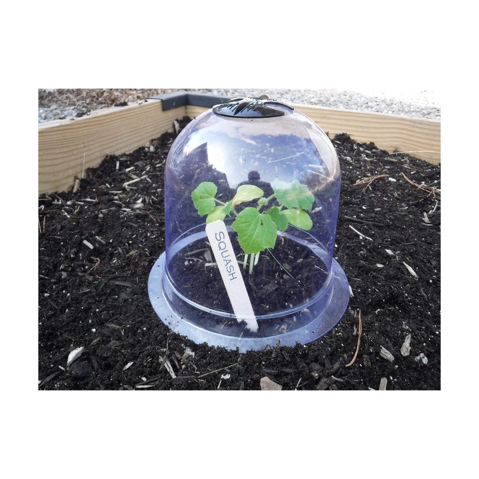 6-Pack! GrowAway Small Reusable Plastic Mini Greenhouse, Garden Cloche Dome, Plant Covers Frost Guard Freeze Protection