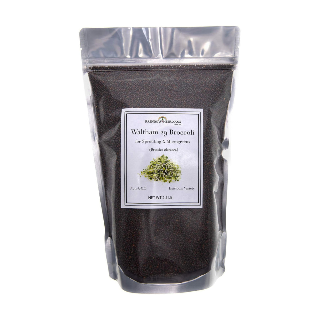 Broccoli Seeds for Sprouting & Microgreens | Waltham 29 Variety | Non GMO & Heirloom Seeds | Bulk 2.5 LB (40 oz)