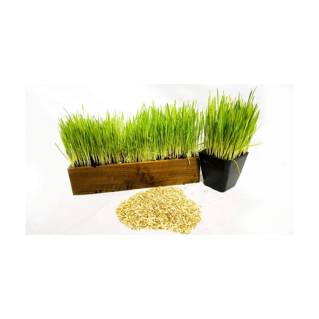 Cat Grass Blend - Wheat, Barley, Oats, and Rye Seed Mix - Non-GMO - Certified Organic - Bonus CAT Toy (10 LB)