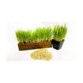 Cat Grass Blend - Wheat, Barley, Oats, and Rye Seed Mix - Non-GMO - Certified Organic - Bonus CAT Toy (10 LB)