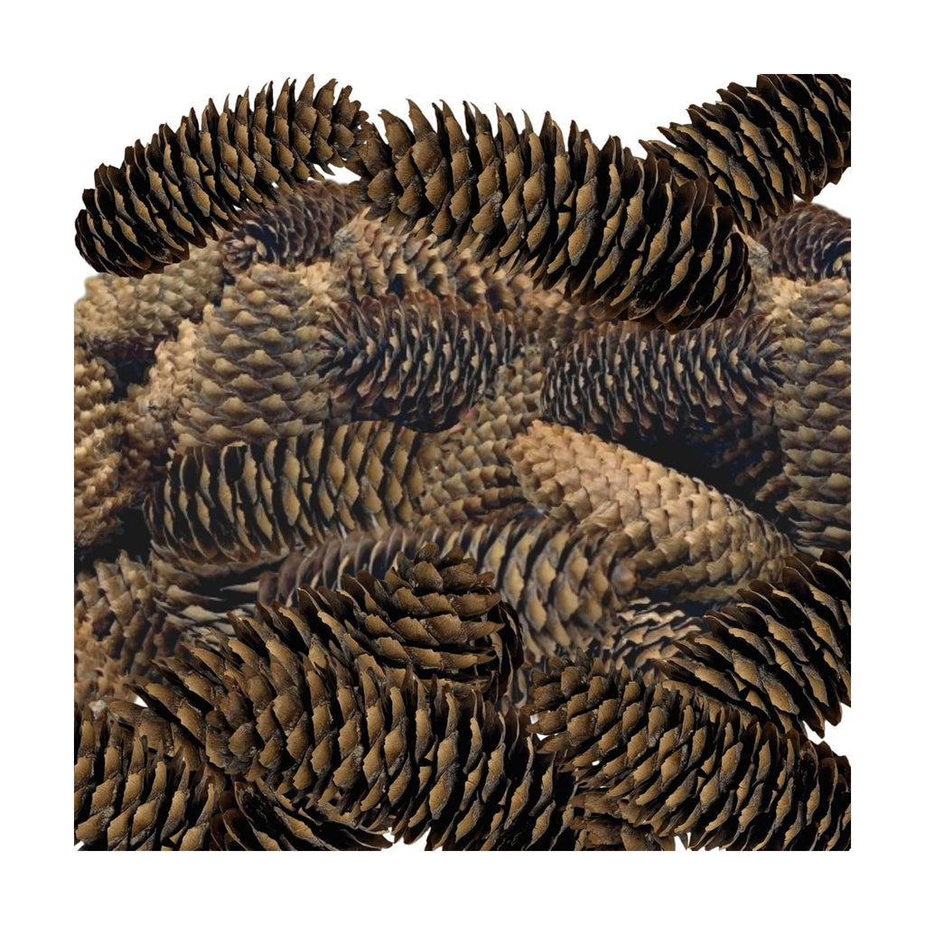 Spruce Pine Cones Set of 24, Natural Large Pinecones 3.5"–4.5", Rustic Pine Cones for Christmas Decorations, Vase Filler, Holiday Centerpieces, Winter Wreaths, Garland, Bowl Filler & DIY Crafts
