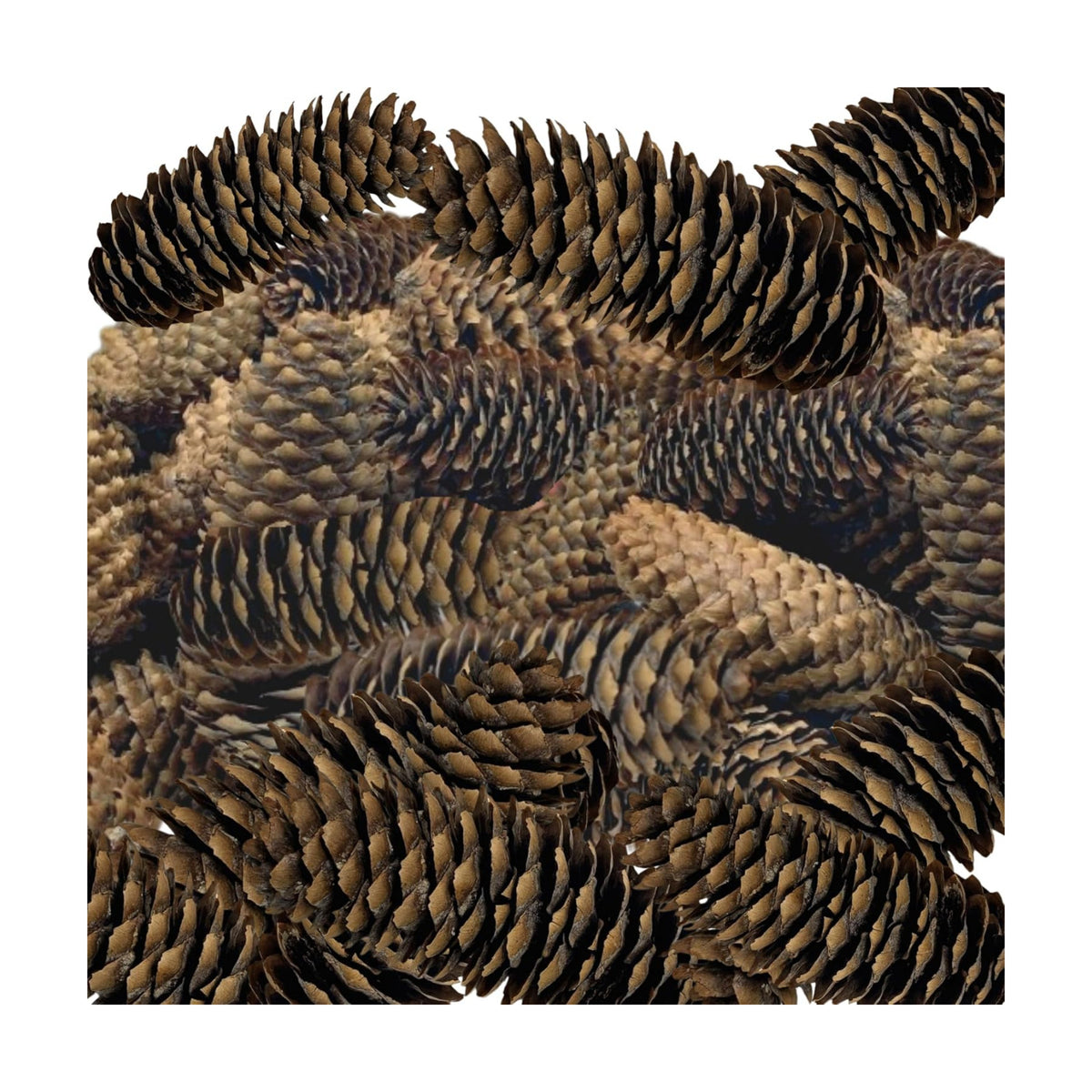 Spruce Pine Cones Set of 24, Natural Large Pinecones 3.5"–4.5", Rustic Pine Cones for Christmas Decorations, Vase Filler, Holiday Centerpieces, Winter Wreaths, Garland, Bowl Filler & DIY Crafts