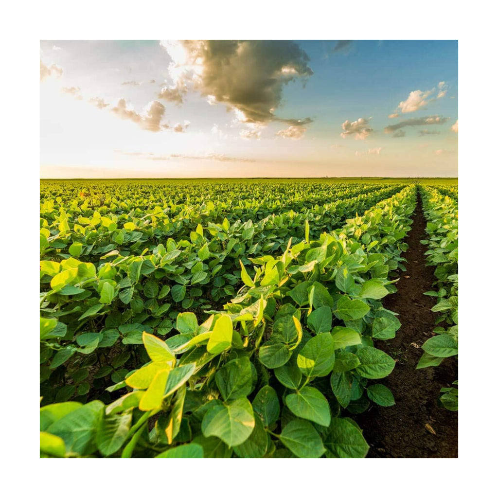 Outsidepride Soybean Seeds - 5 lbs High-Protein & High Yield Heirloom Variety Soy Beans, Ideal for Oil Processing