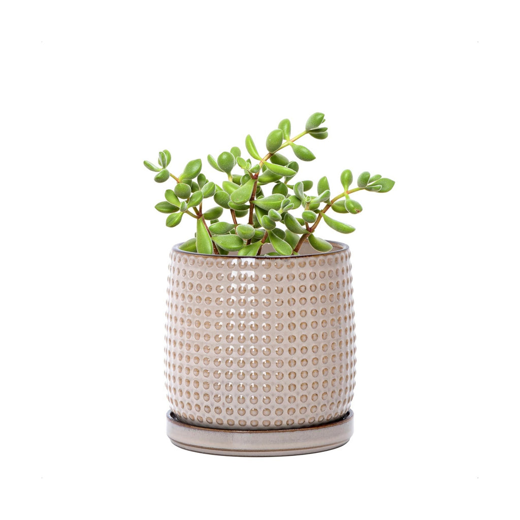 D'vine Dev Beaded Ceramic Pot with Saucer, 4 in, Light Brown, 27-C-Z-4