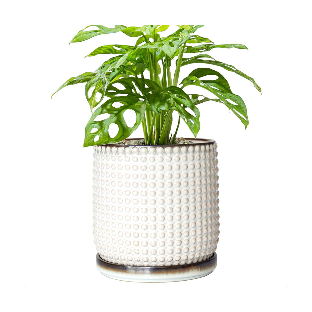 D'vine Dev Beaded Ceramic Pot with Saucer, 6 in, Smoked White, 27-C-X-1 | Embossed Dot Texture, Smooth Glazed Finish