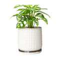 D'vine Dev Beaded Ceramic Pot with Saucer, 6 in, Smoked White, 27-C-X-1 | Embossed Dot Texture, Smooth Glazed Finish