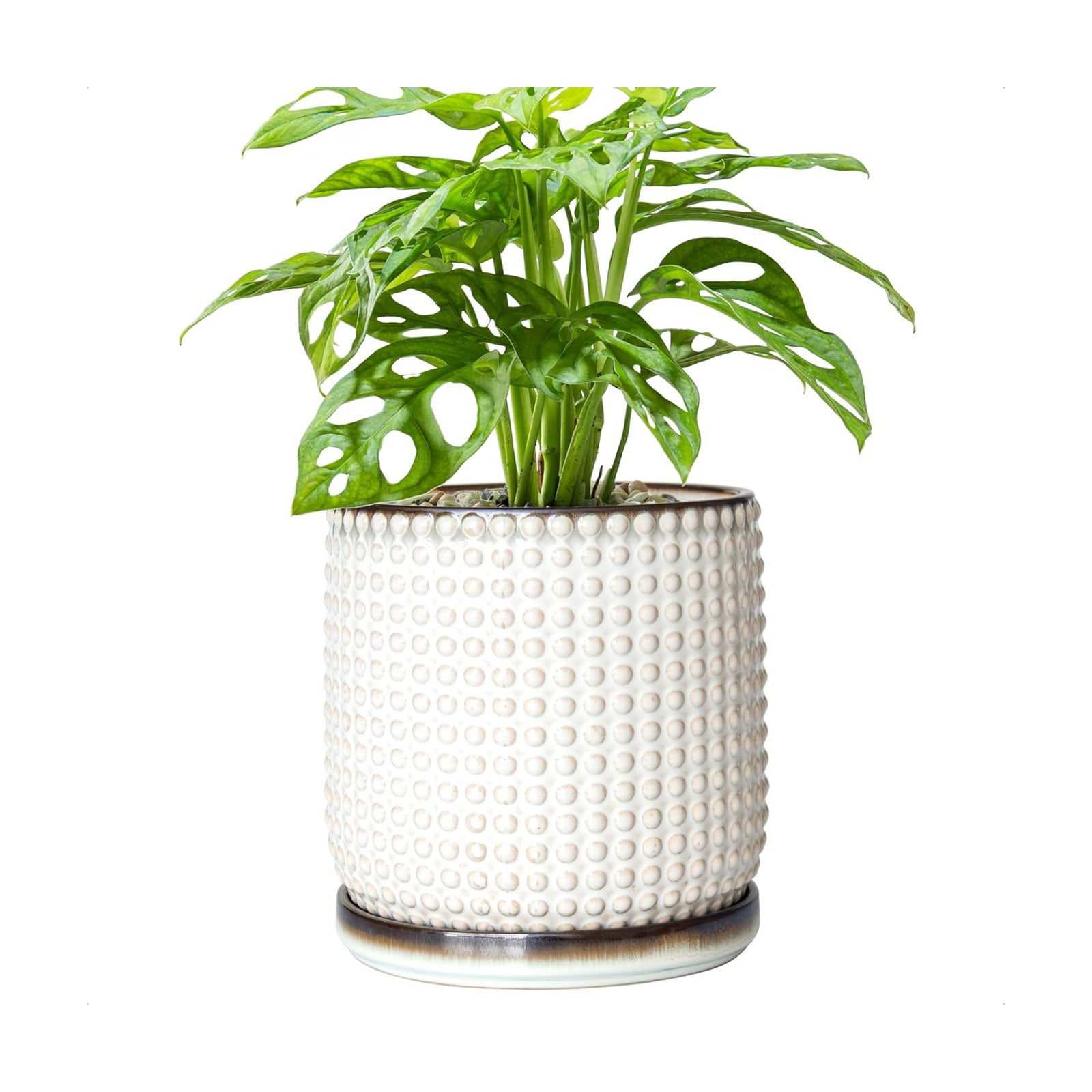 D'vine Dev Beaded Ceramic Pot with Saucer, 6 in, Smoked White, 27-C-X-1 | Embossed Dot Texture, Smooth Glazed Finish