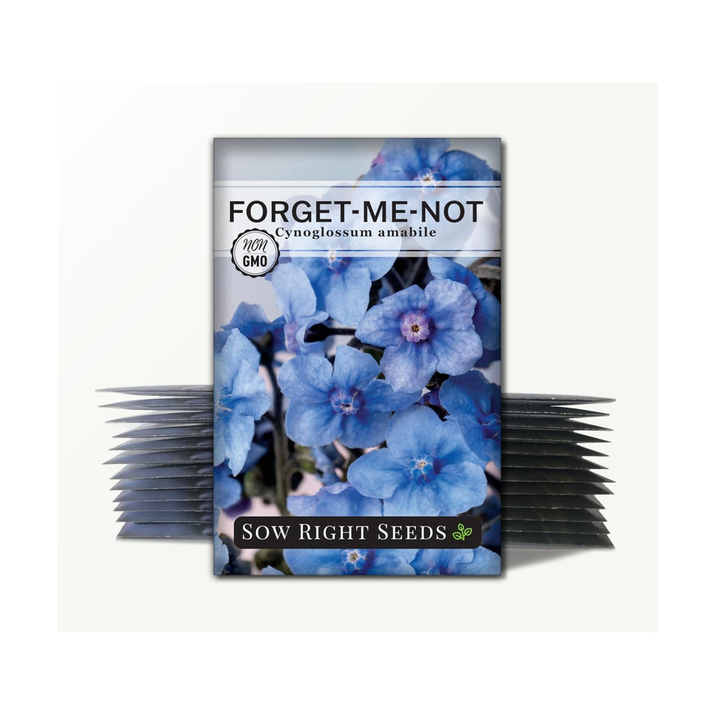 Sow Right Seeds - Chinese Forget-Me-Not Seed for Planting Flowers 25pk | Plant annual non-GMO heirloom for outdoor home